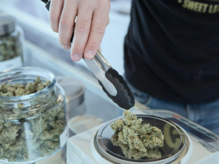purple trainwreck, purple trainwreck strain, daily cannabis strain, balanced cannabis strain, buy purple trainwreck, purple trainwreck effects, best cannabis strains, purple trainwreck review, hybrid cannabis strain, medicinal cannabis strain